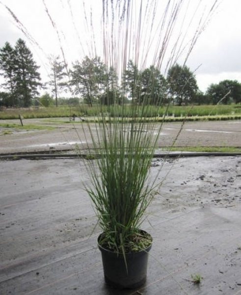 Molinia arundinacea Windspiel 1